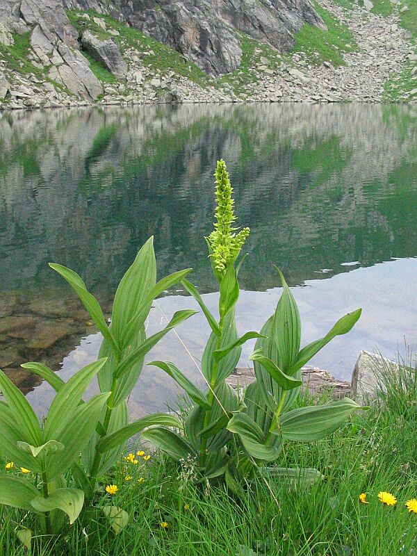 Veratrum album e Genziana punctata